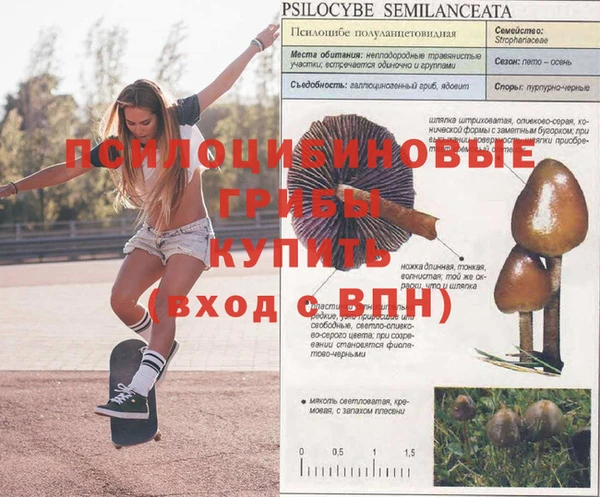 ГАЛЛЮЦИНОГЕННЫЕ ГРИБЫ Абинск
